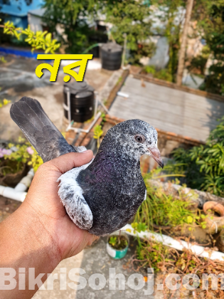 সাকি টেডি কবুতর